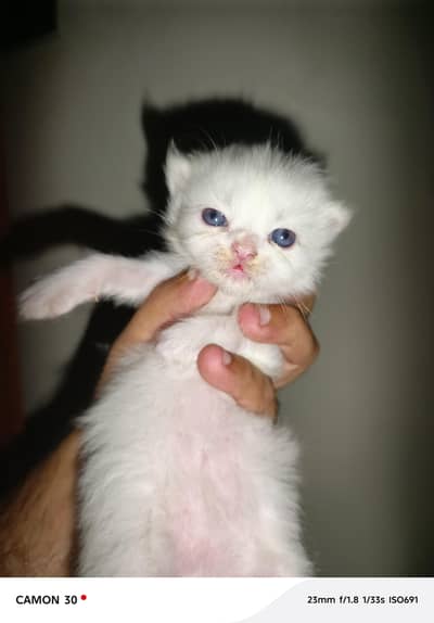 Persian Punch Face different Color Cat Baby For Sale 0305.4364606