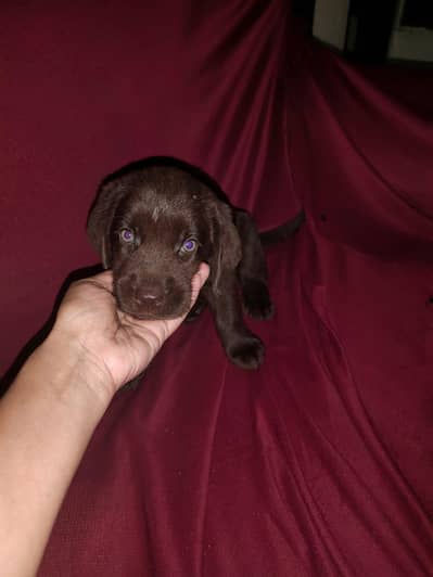 Chocolate brown female Labrador