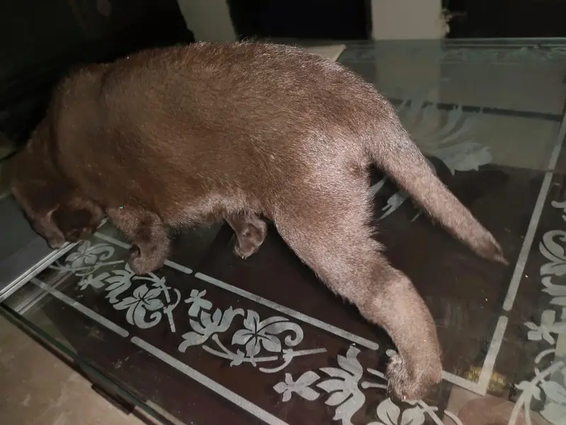 Chocolate brown female Labrador — photo 2