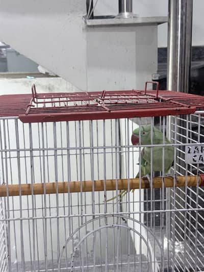 House friendly Parrot