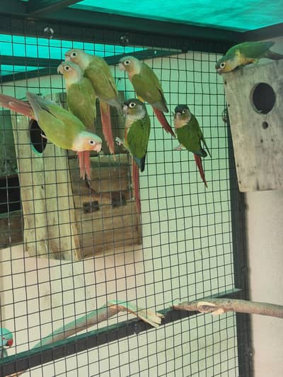 Green Cheek and Yellow Sided conure pairs