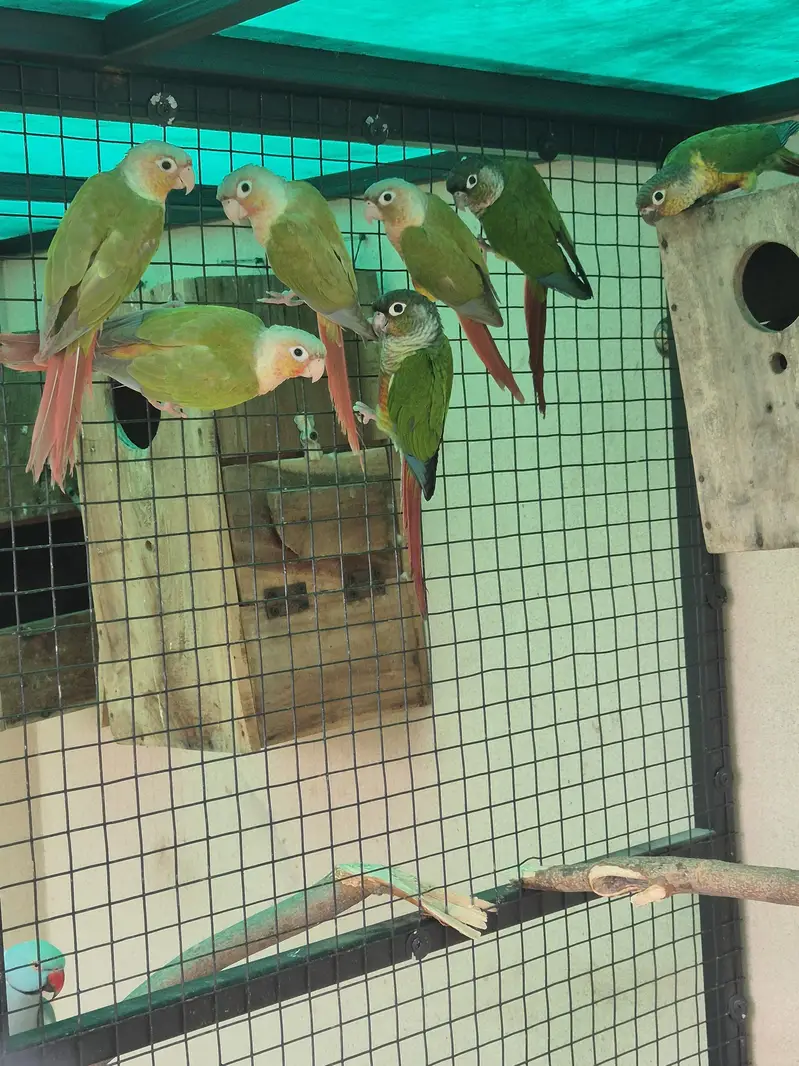 Green Cheek and Yellow Sided conure pairs — photo 4