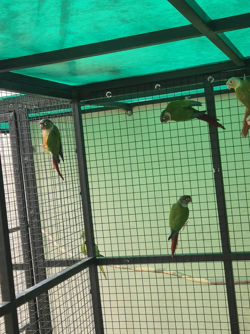 Green Cheek and Yellow Sided conure pairs — photo 7