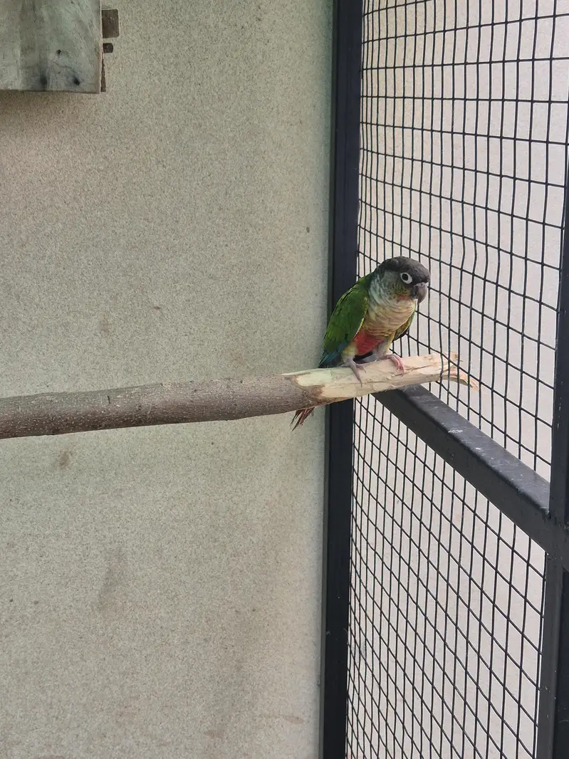 Green Cheek and Yellow Sided conure pairs — photo 10