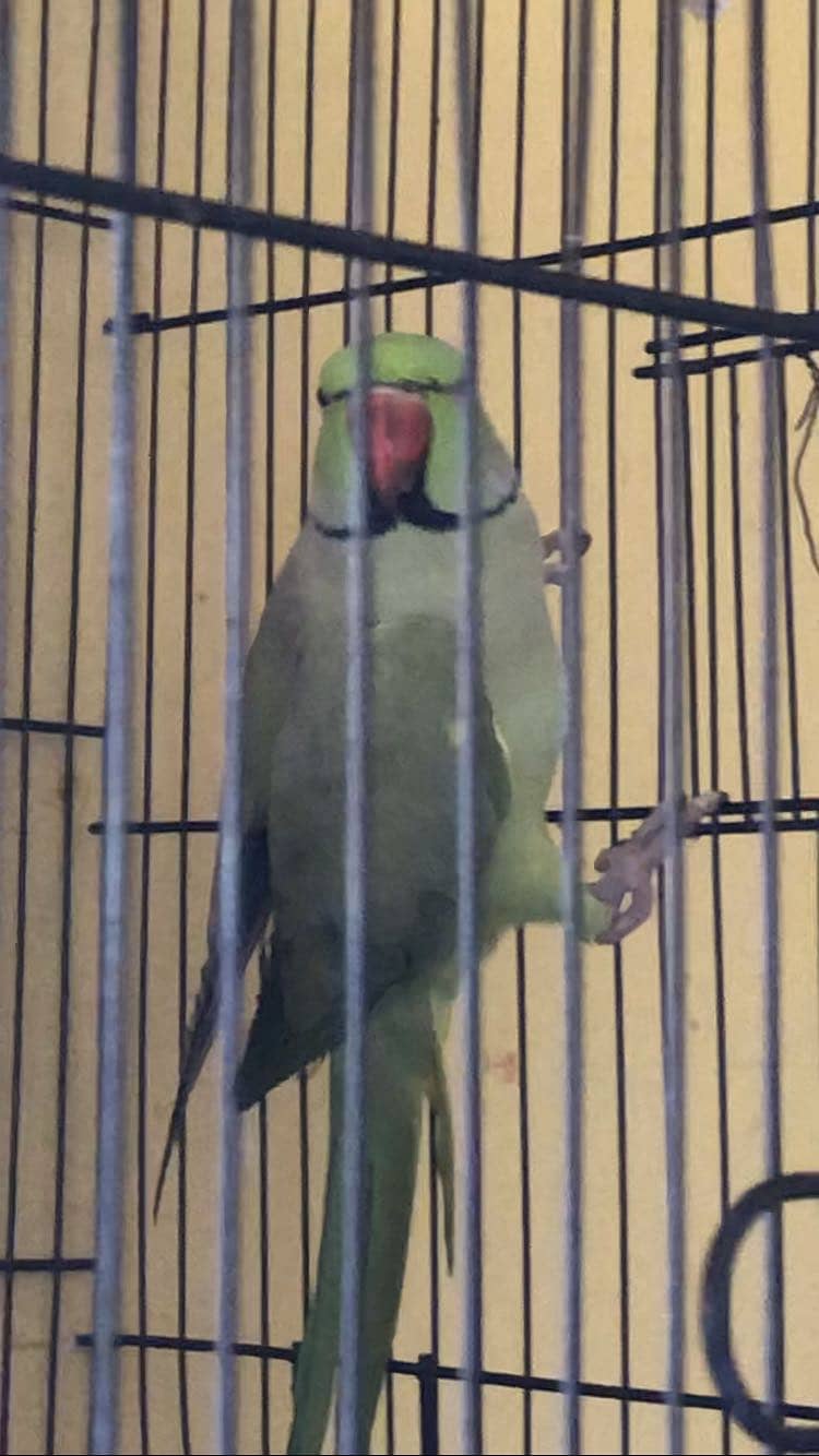 Parrots 3