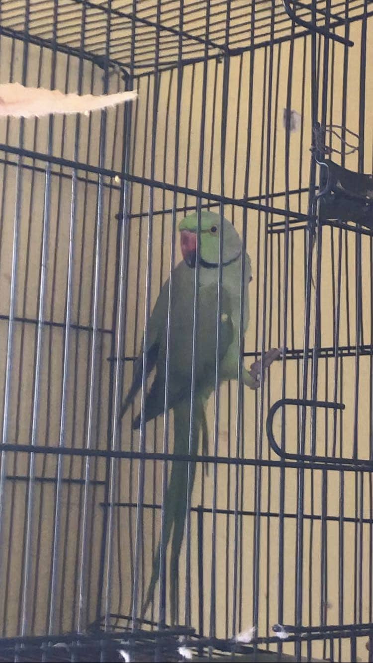 Parrots 4