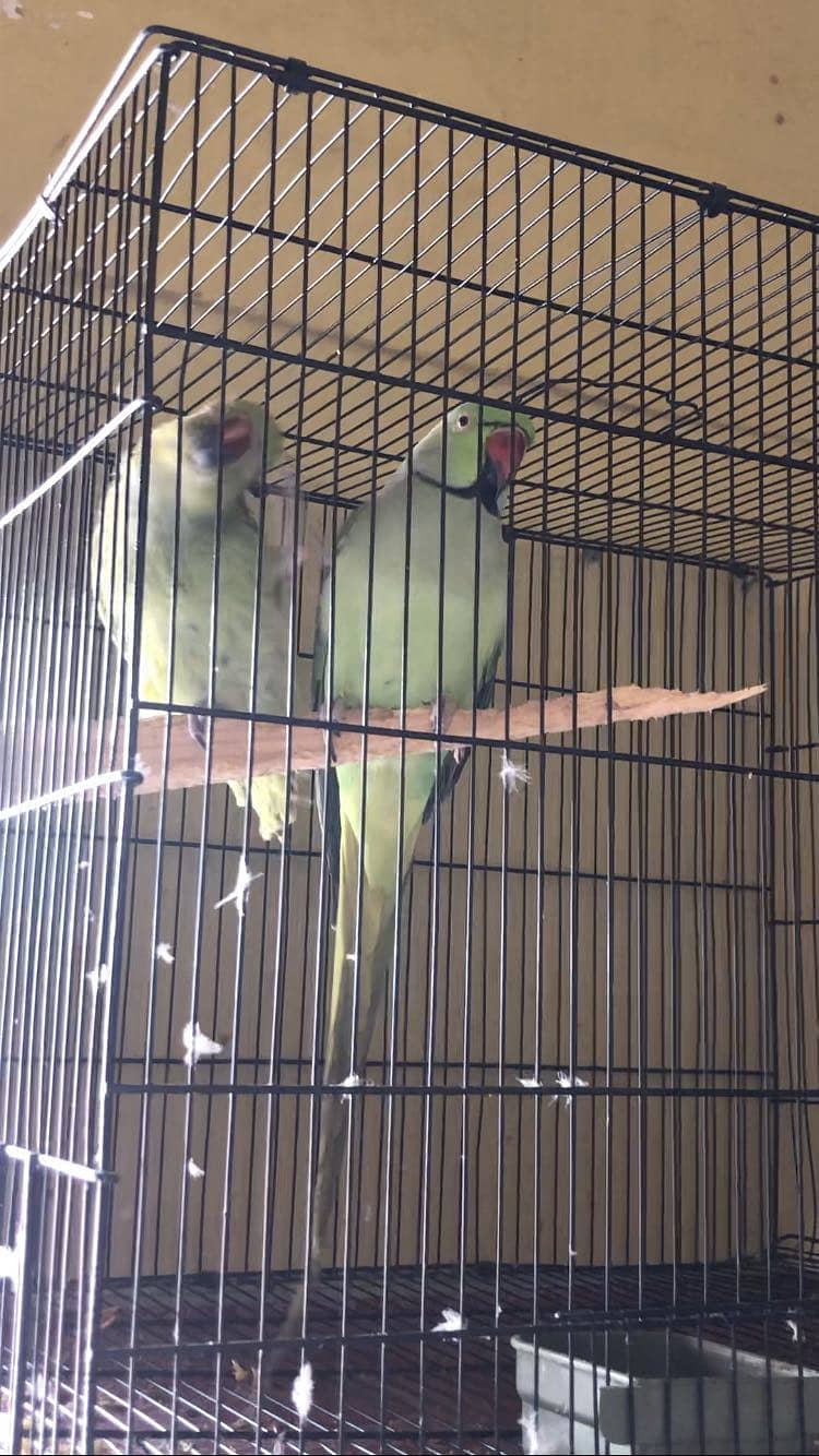 Parrots 5