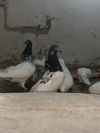 Pigeon for sale