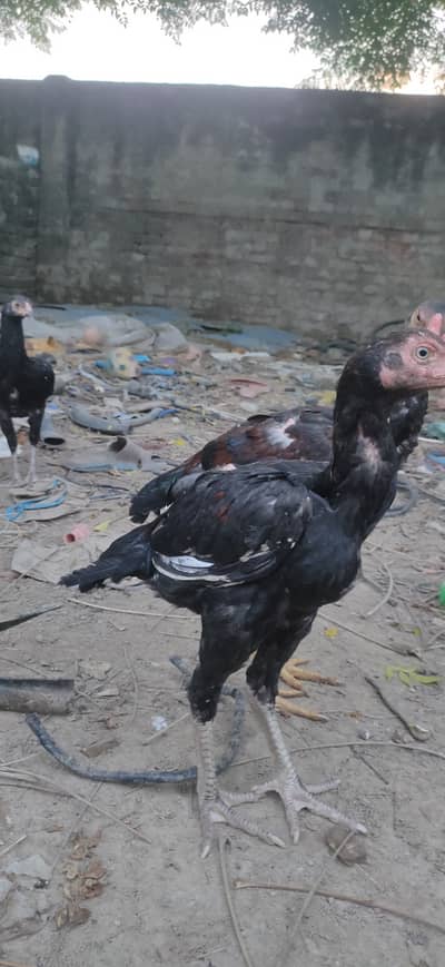 Aseel Bird