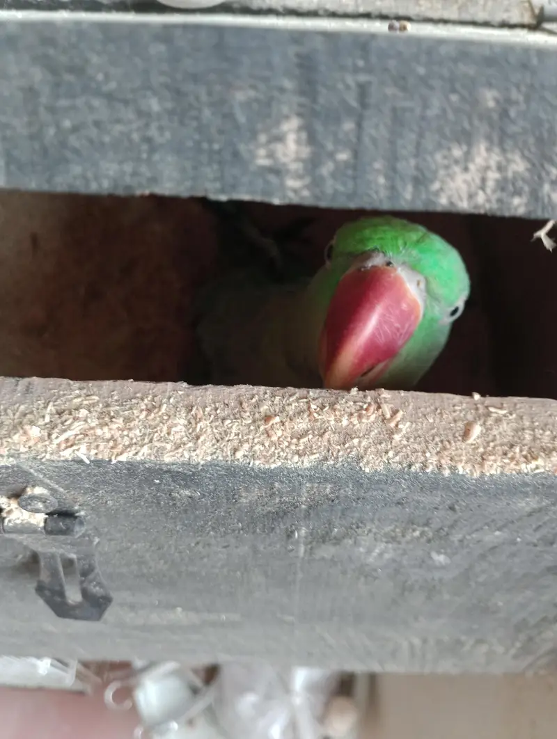 green chick conure breeder pair or raw toking breeder pair — photo 5