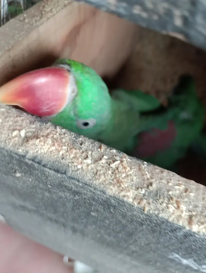 green chick conure breeder pair or raw toking breeder pair — photo 6