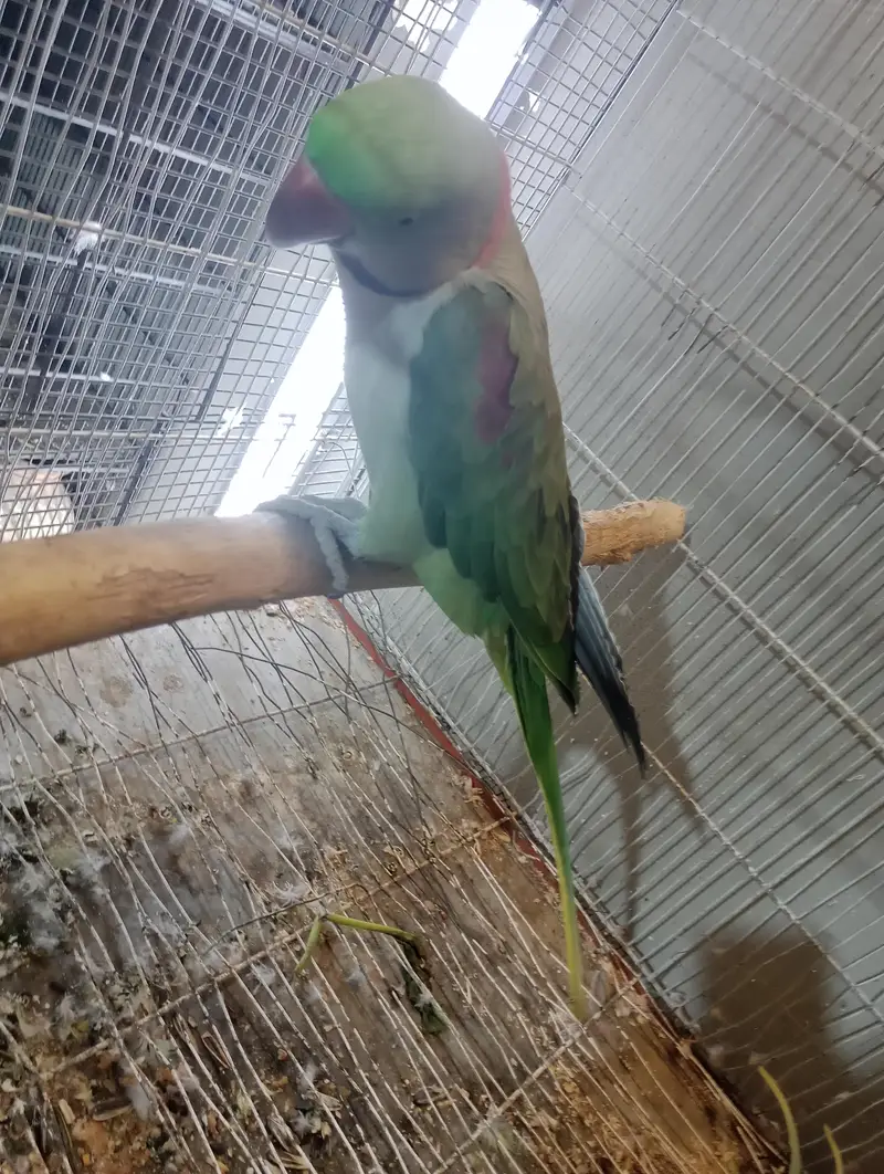 green chick conure breeder pair or raw toking breeder pair — photo 7