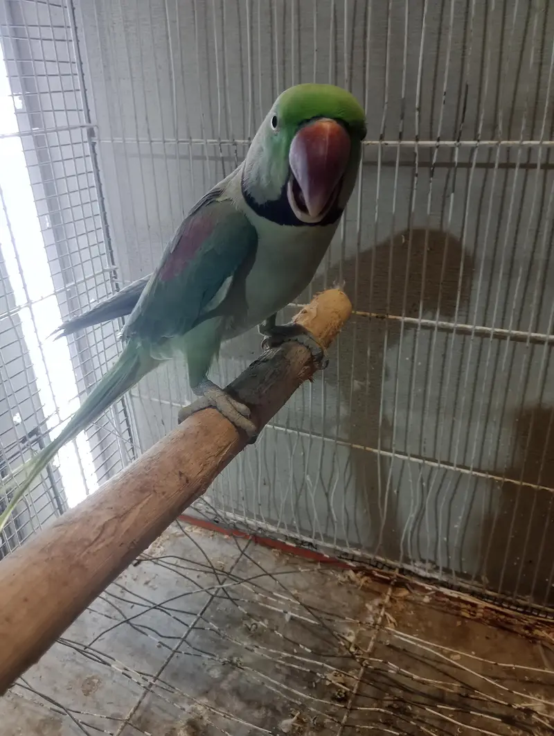 green chick conure breeder pair or raw toking breeder pair — photo 8
