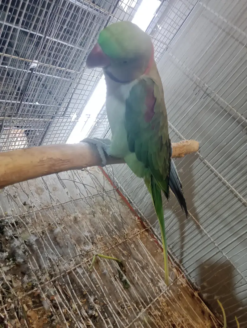 green chick conure breeder pair or raw toking breeder pair — photo 10