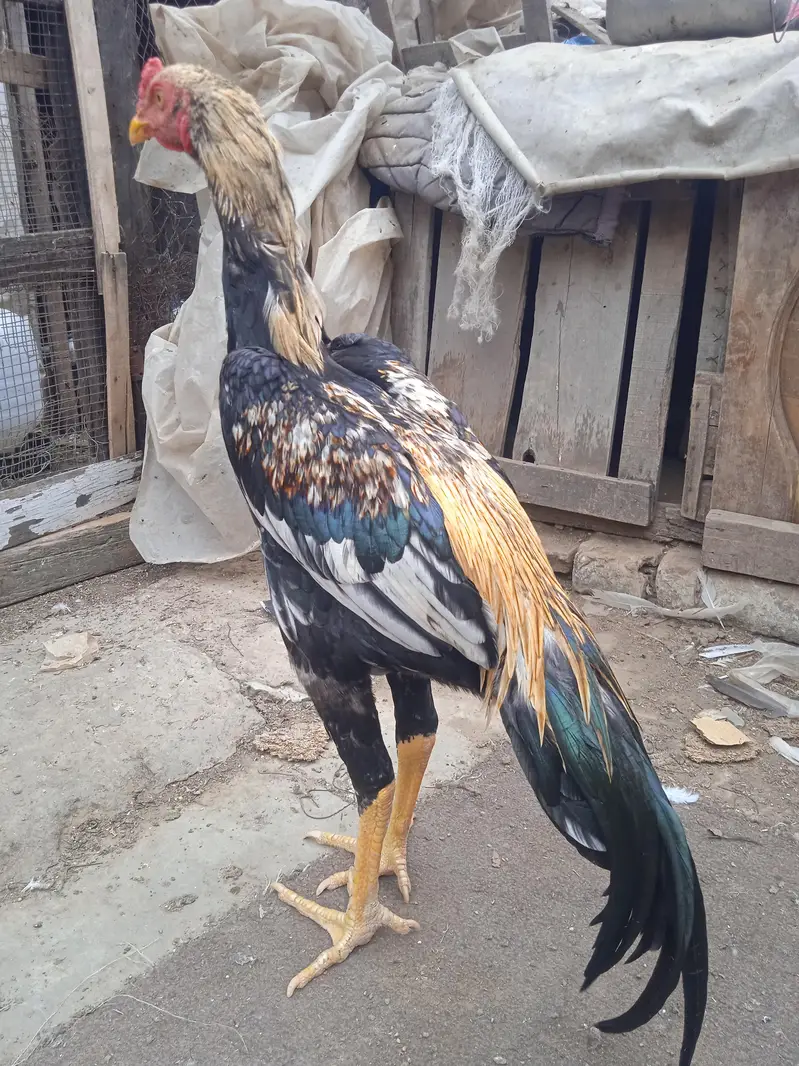 Aseel miya wali. . jis ne lina hai bus wohi rabta kry — photo 5