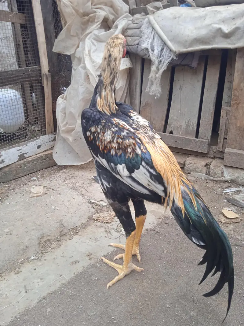 Aseel miya wali. . jis ne lina hai bus wohi rabta kry — photo 6