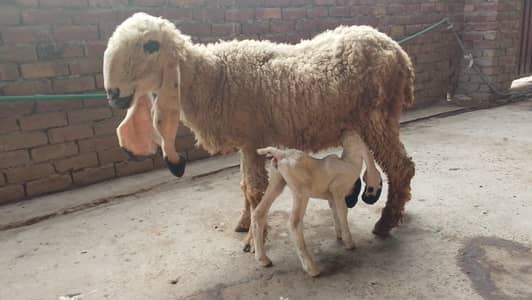 Kajli Chatri with 3 days Old Female Lamb
