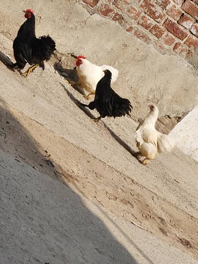 healthy hens black and white pair avaible