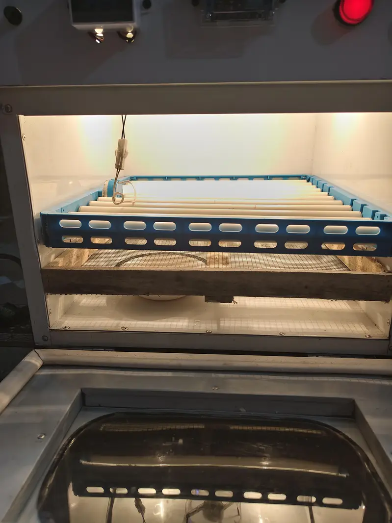 automatic incubator — photo 5