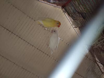 albino red eye male and decino Black eye female confirm pair sale. .