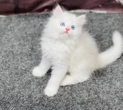 3pl cotted  2 Male kitten ready for new home Location  Faisalabad