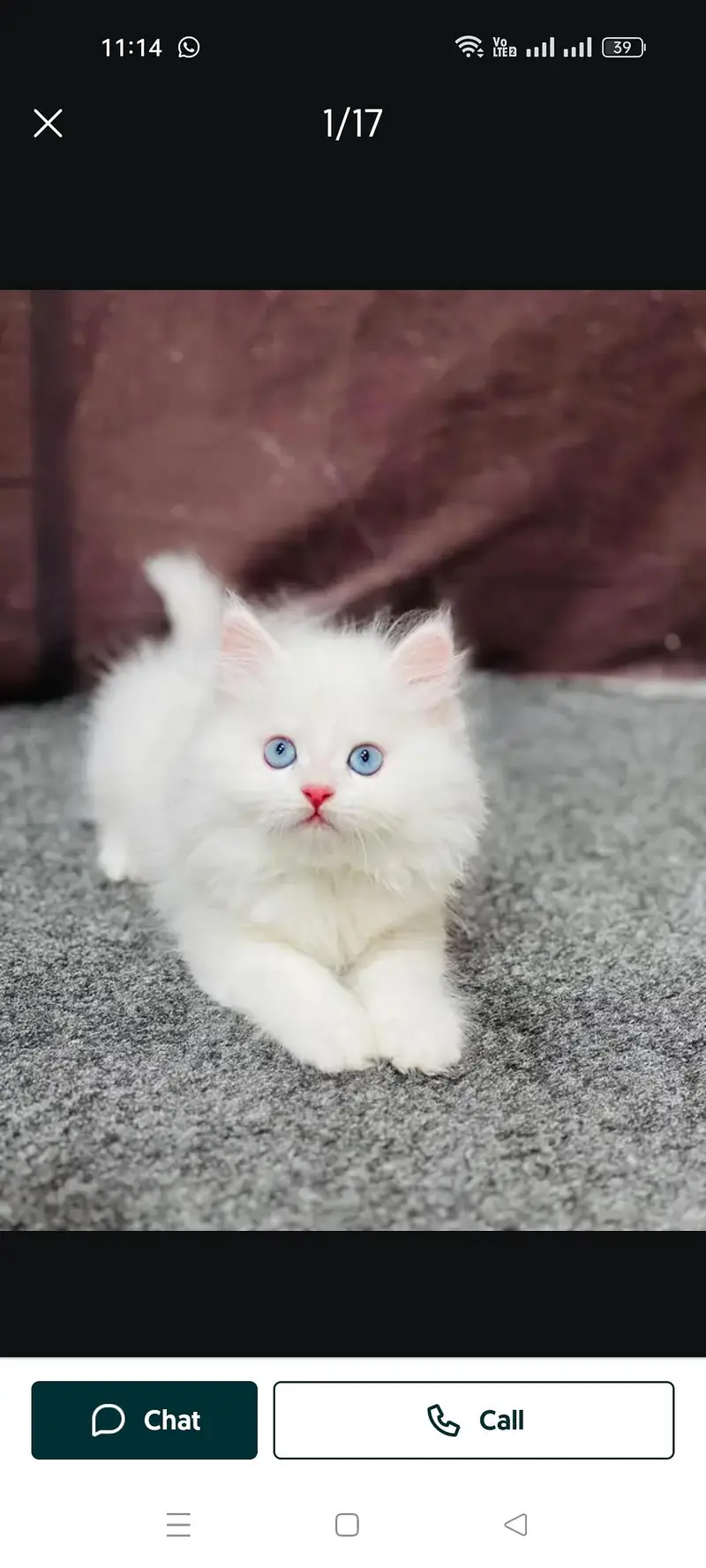 3pl cotted  2 Male kitten ready for new home 03268388490 — photo 2