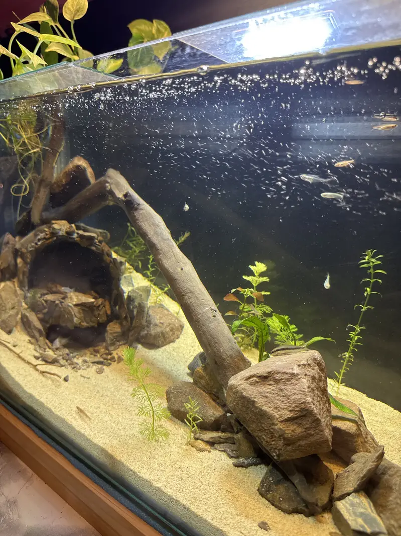 26x12x12 inches new tank with internal sump filtration  all natural — photo 2