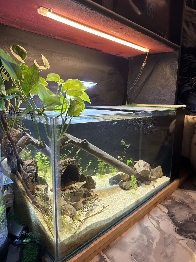 26x12x12 inches new tank with internal sump filtration  all natural — photo 4