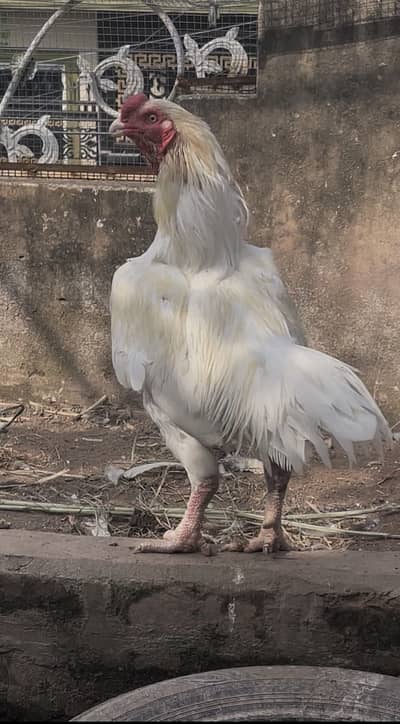 Aseel heera breeder male