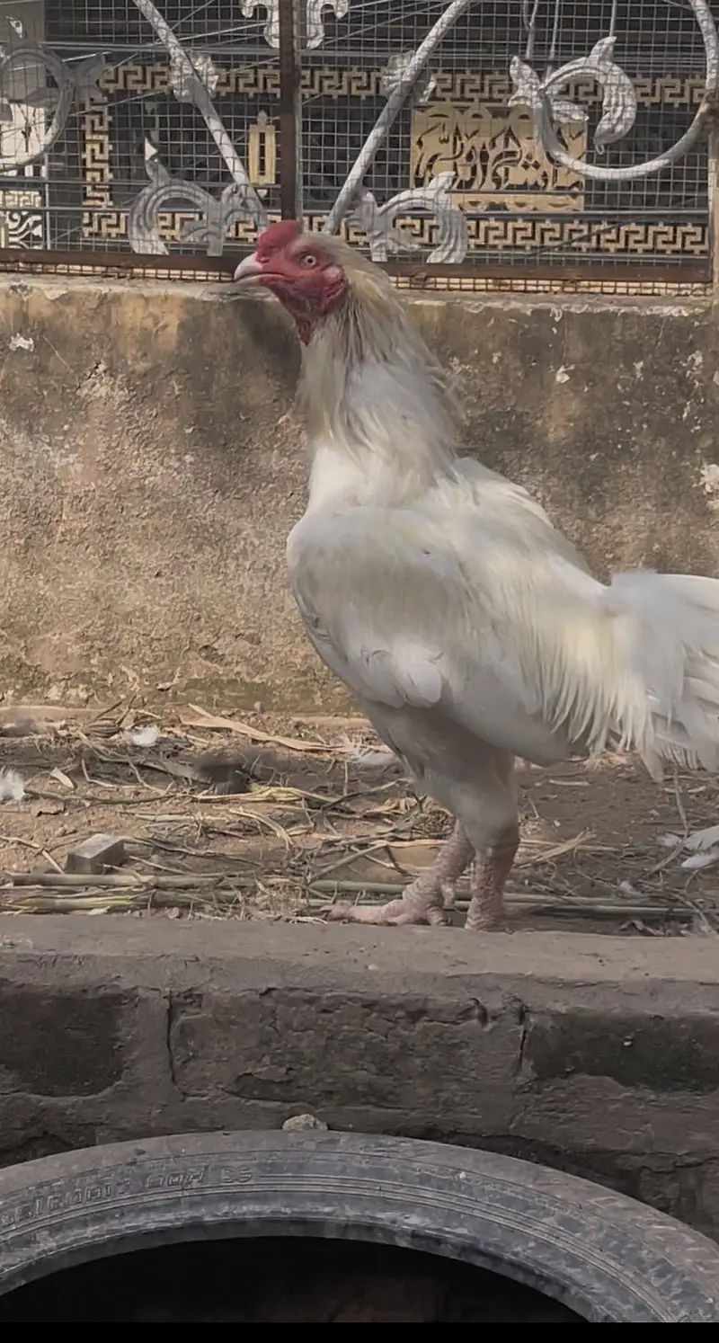 Aseel heera breeder male — photo 2