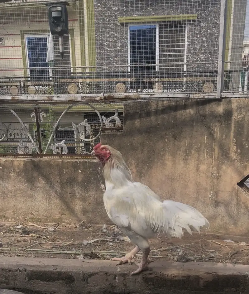 Aseel heera breeder male — photo 3