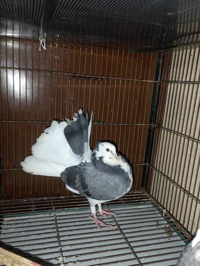 Pure lucky pigeon Male and female|Beautiful pair