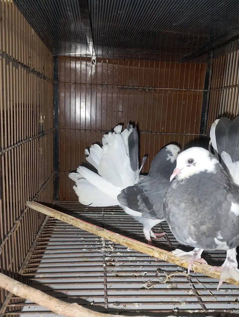 Pure lucky pigeon Male and female|Beautiful pair — photo 2