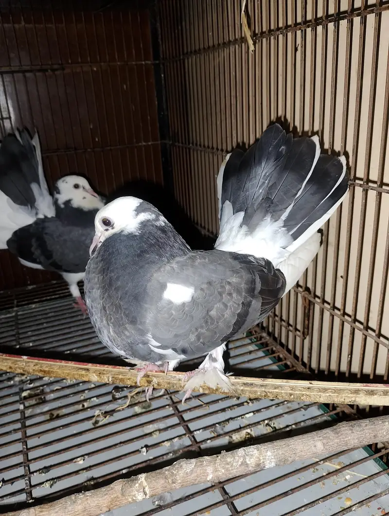 Pure lucky pigeon Male and female|Beautiful pair — photo 3
