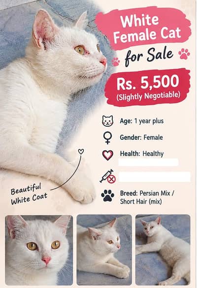 Beautiful white snowi cat for sale in Lahore ( very friendly pet )