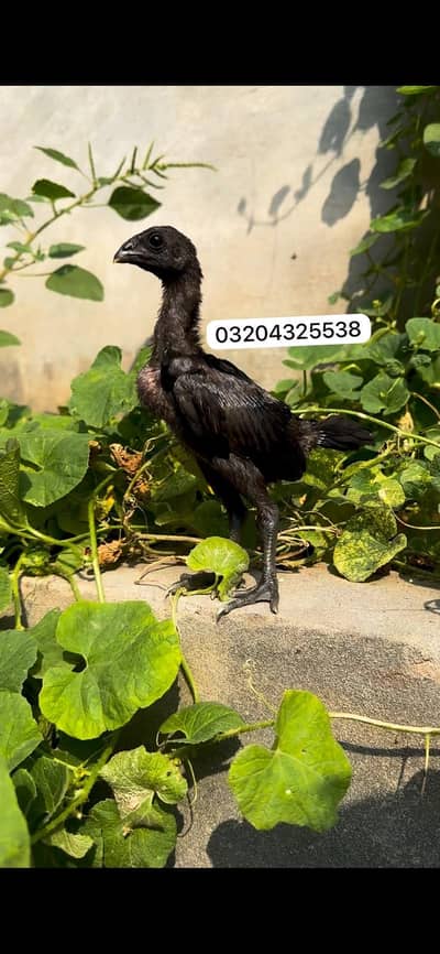 Dragon chicks 03204325538