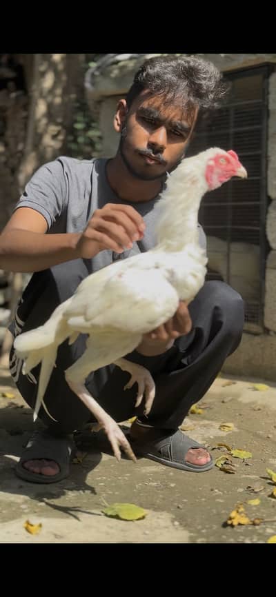 Aseel heera phatta for sale