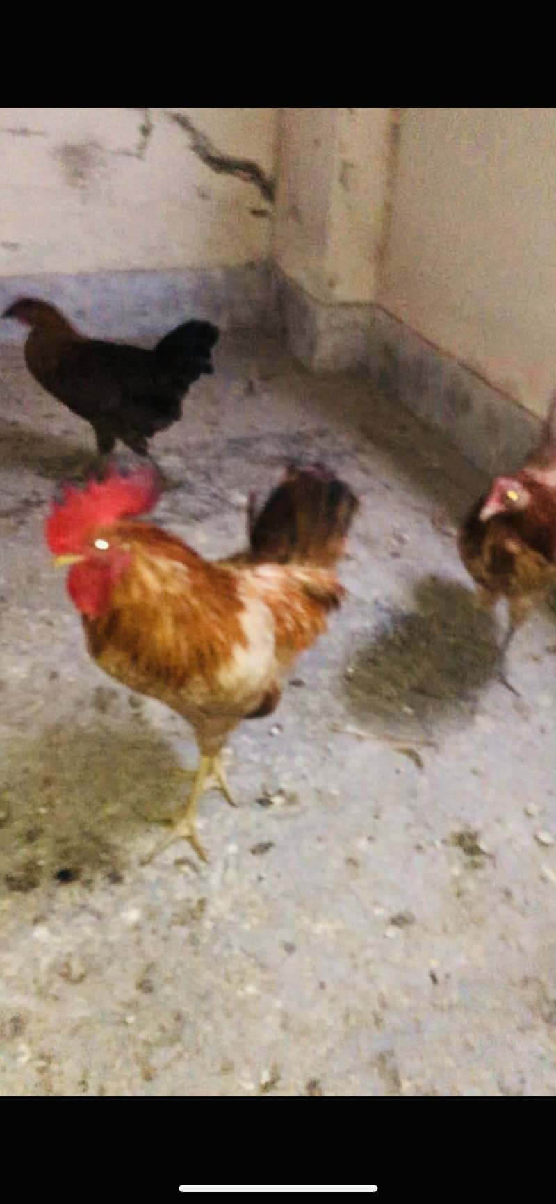 for sell 2