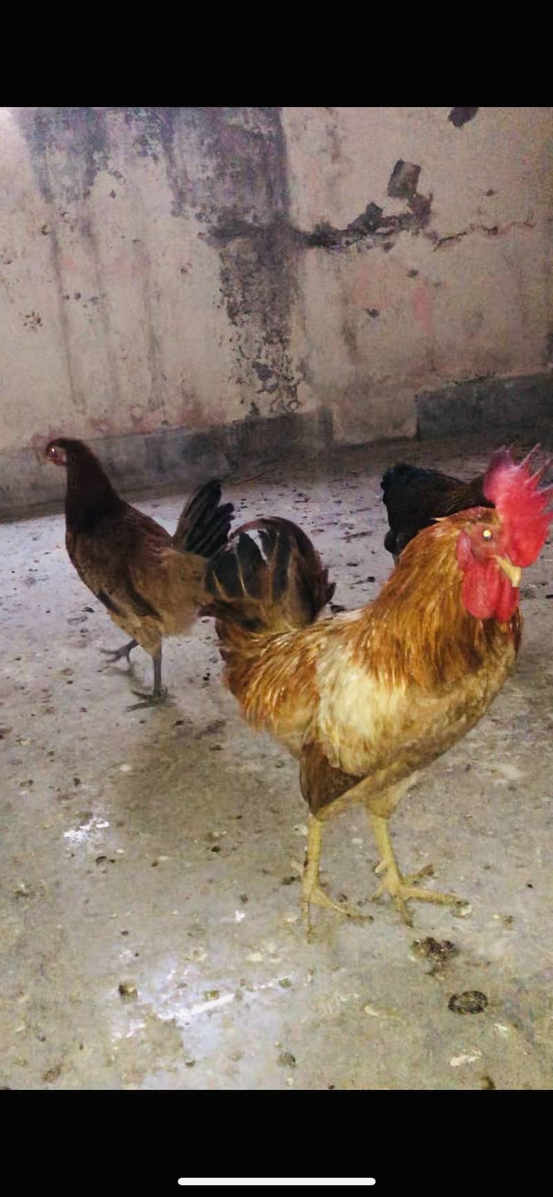 for sell 3