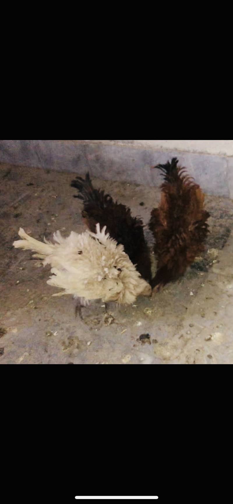 for sell 5
