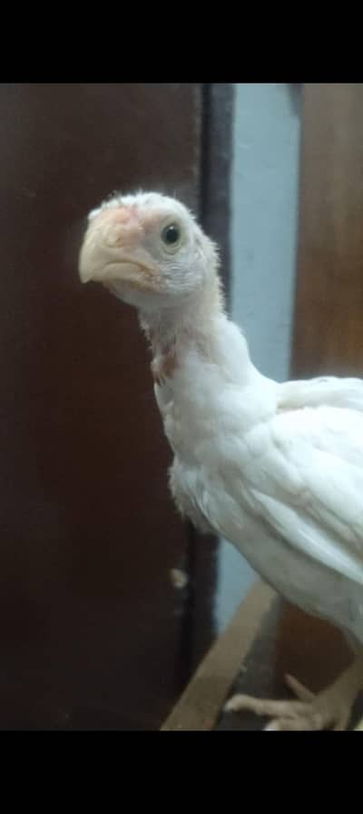 parrots beak aseel chicks
