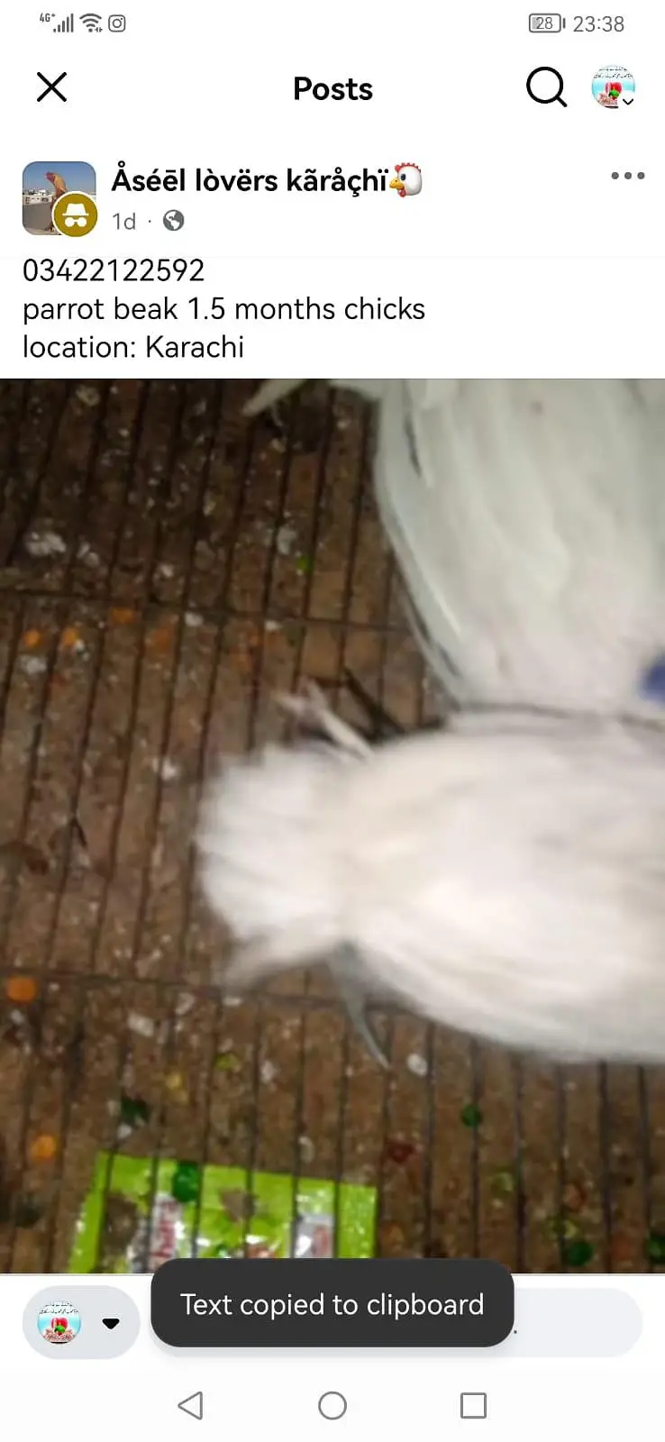 parrots beak aseel chicks — photo 2