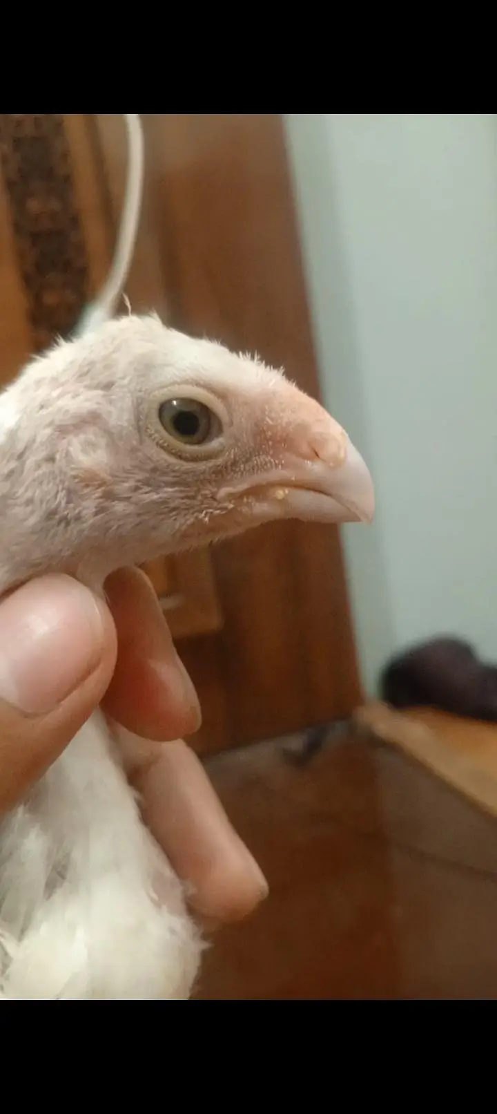 parrots beak aseel chicks — photo 3