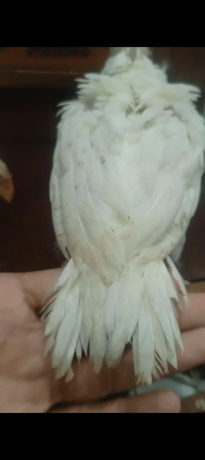 parrots beak aseel chicks — photo 4