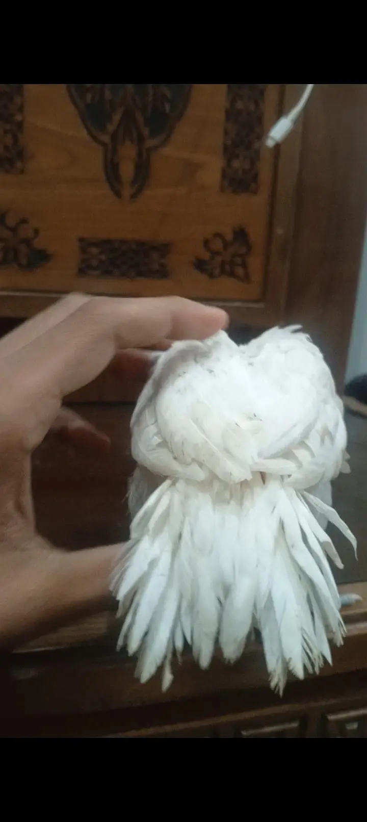 parrots beak aseel chicks — photo 5