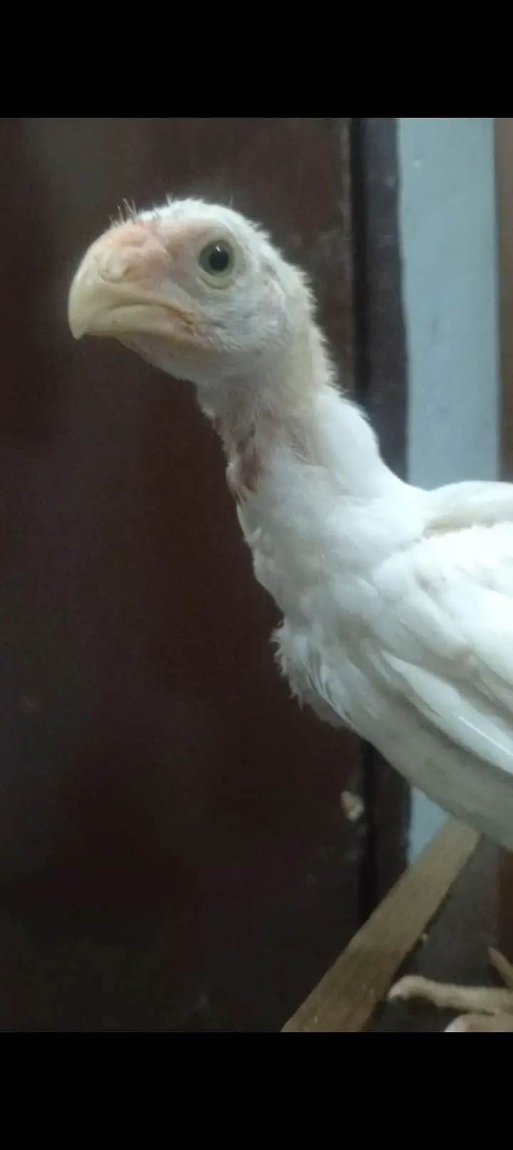 parrots beak aseel chicks — photo 7