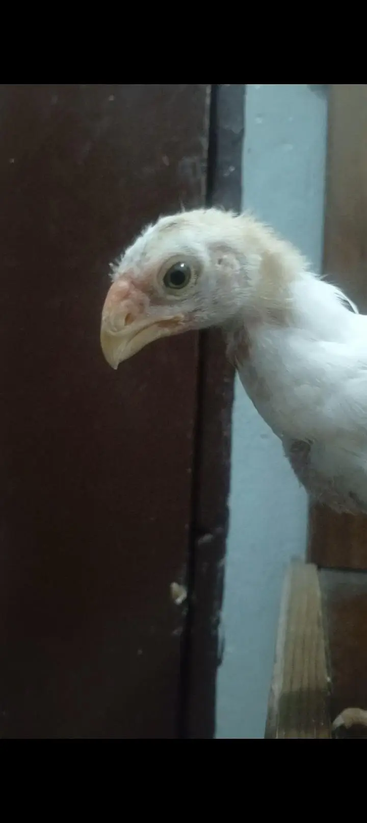 parrots beak aseel chicks — photo 8
