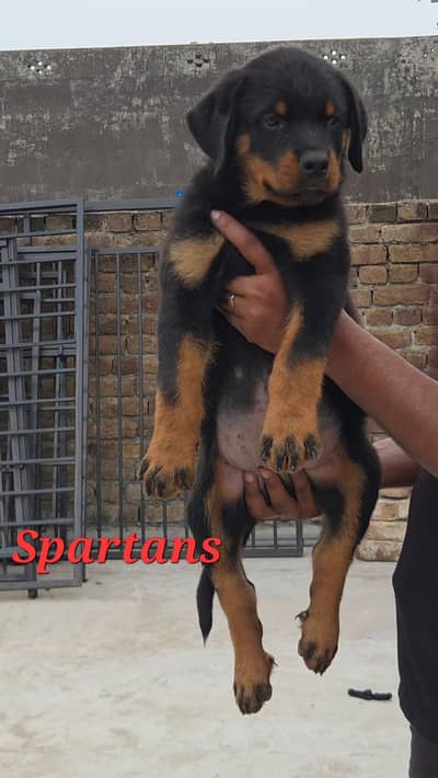 pedigree rottweiler puppy/ male pup