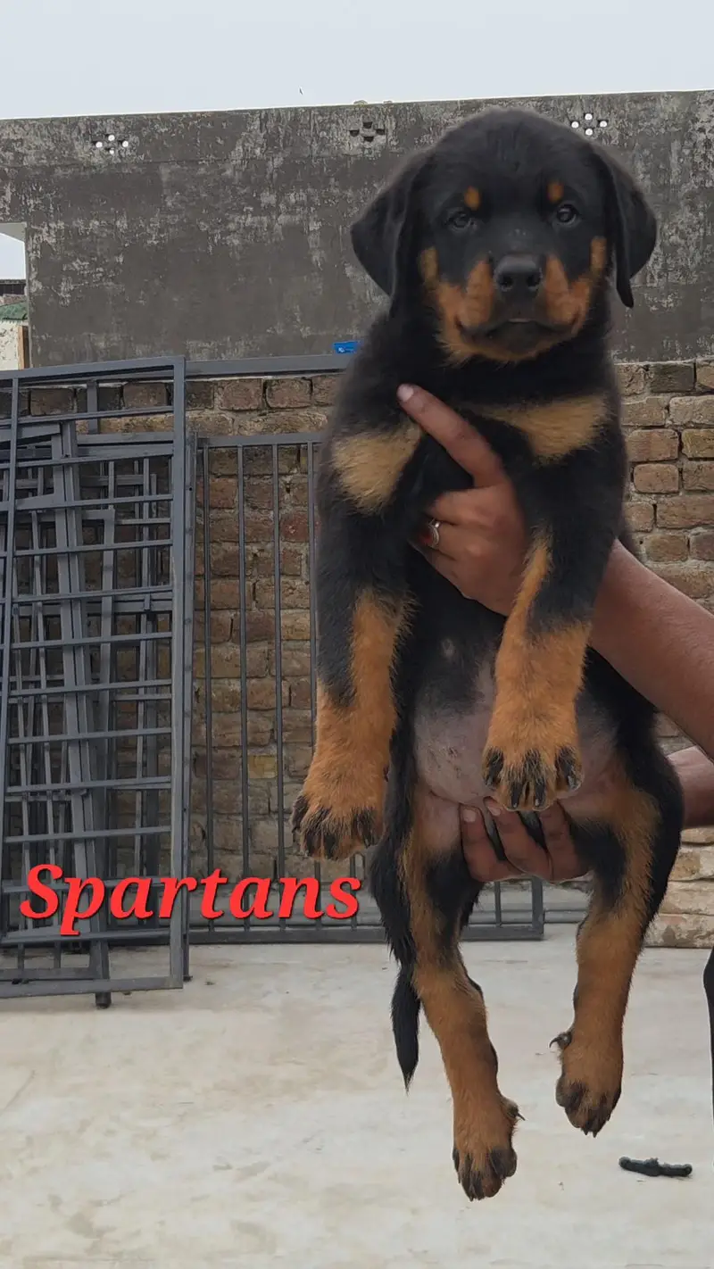 kcp pedigree rottweiler puppy/ male pup — photo 2