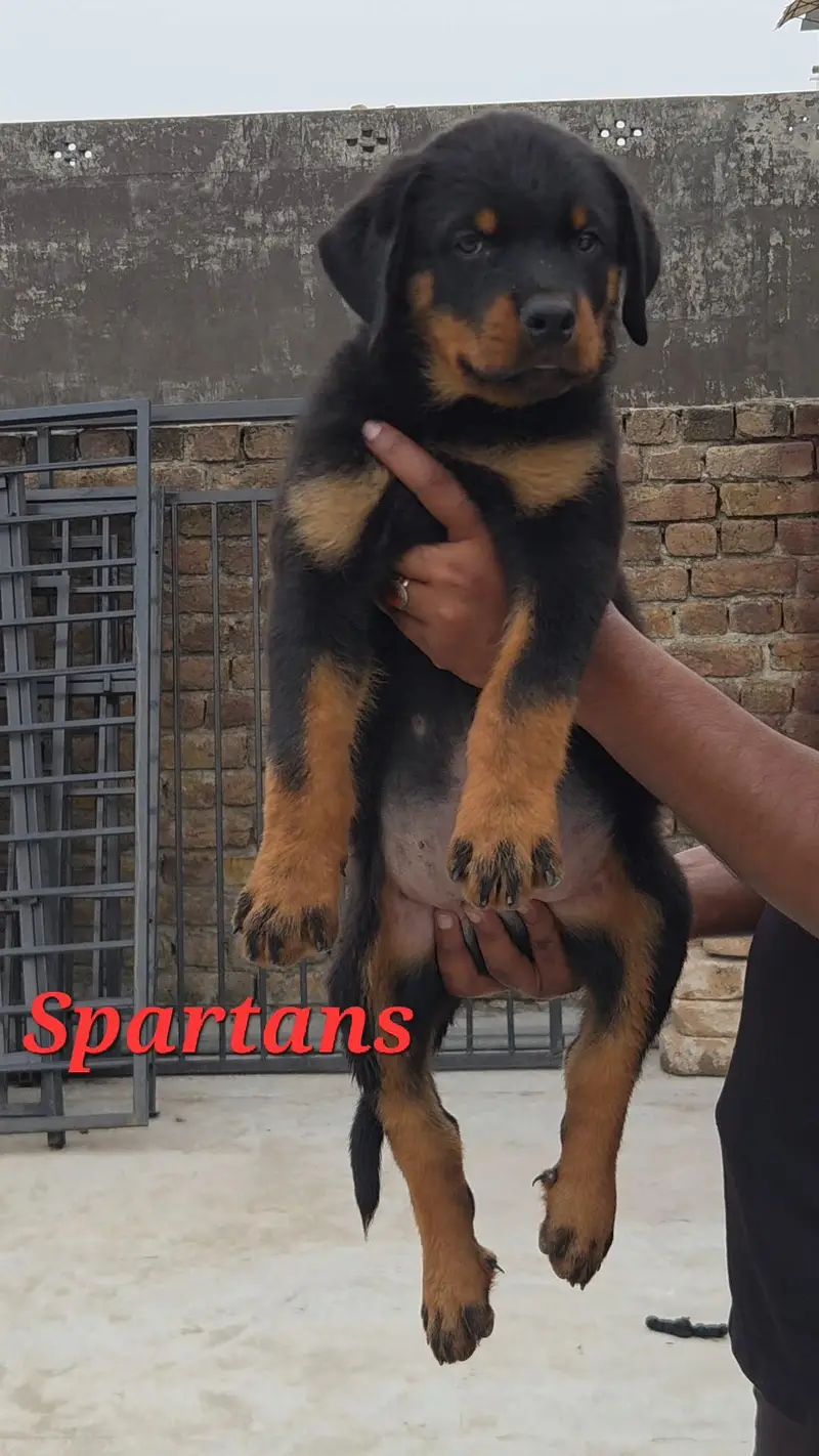 kcp pedigree rottweiler puppy/ male pup — photo 3